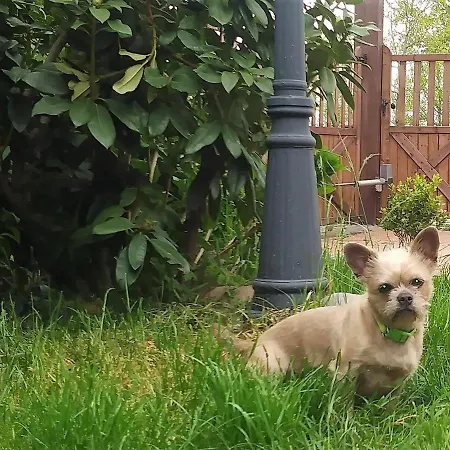 Ranchhouse Hunde Und Pferde Willkommen * Aurich
