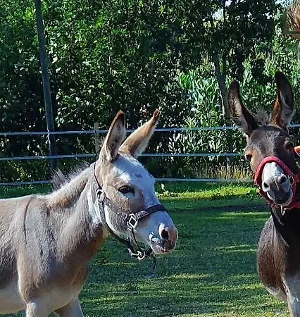 Ranchhouse Hunde Und Pferde Willkommen Appartamento Aurich